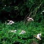 Canards au bord de la lagune