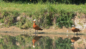 tadornes : lagune, mai 2020