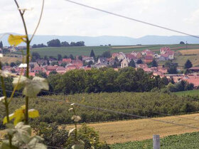 Vignoble autour de Kienheim