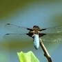 Libellule de la lagune