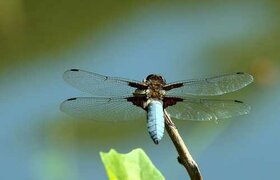 Libellule autour de la lagune