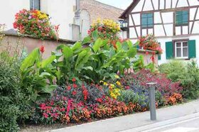 Fleurissement 2014 du mur de l'Ã©glise