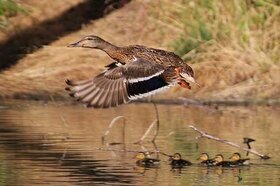 Faune de la lagune (juin 2014)