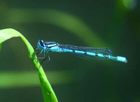 Libellule de la lagune