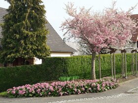 Lotissement Huneberg, avril 2019